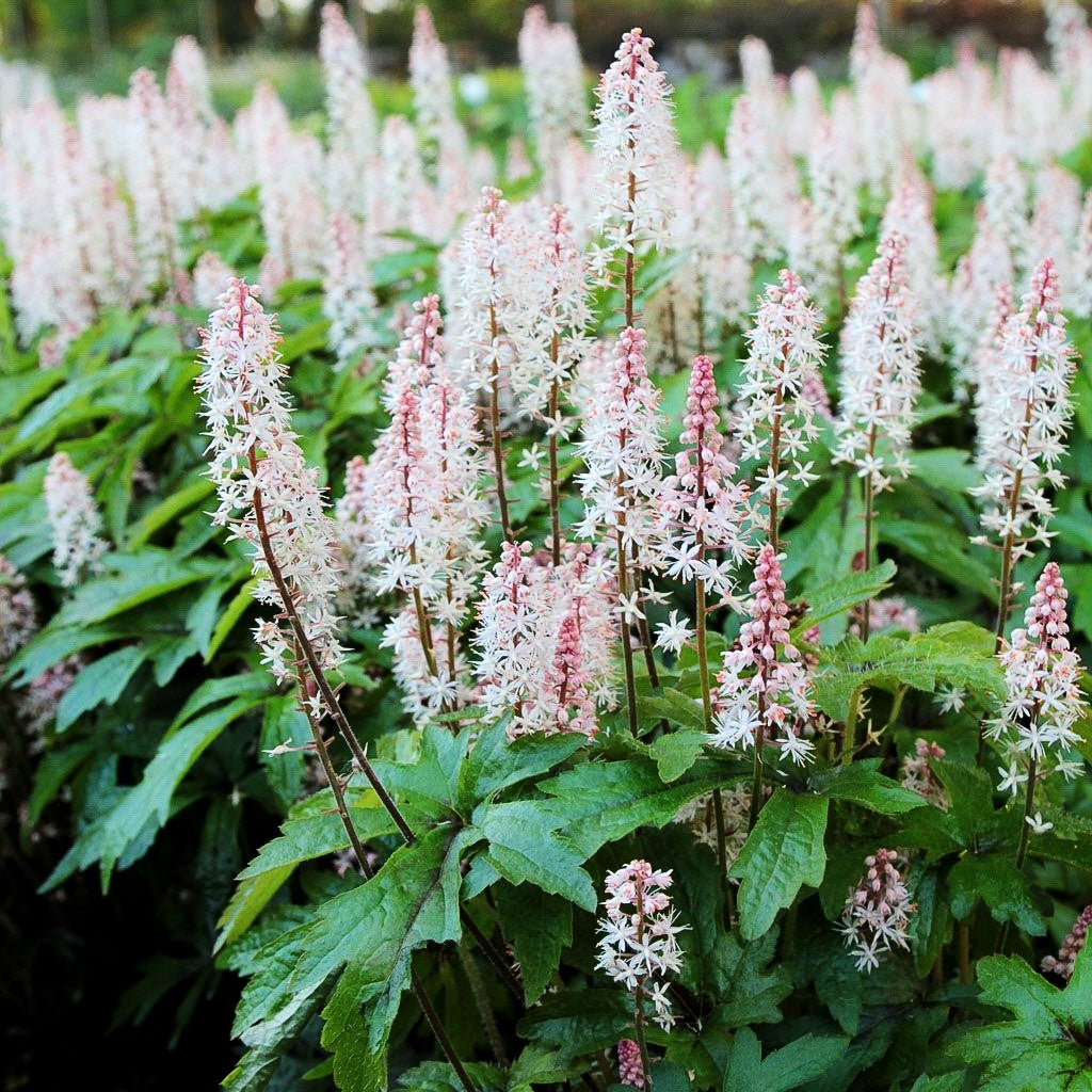 Zipfelblättrige Schaumblüte 'Pink Skyrocket' (Tiarella laciniata)