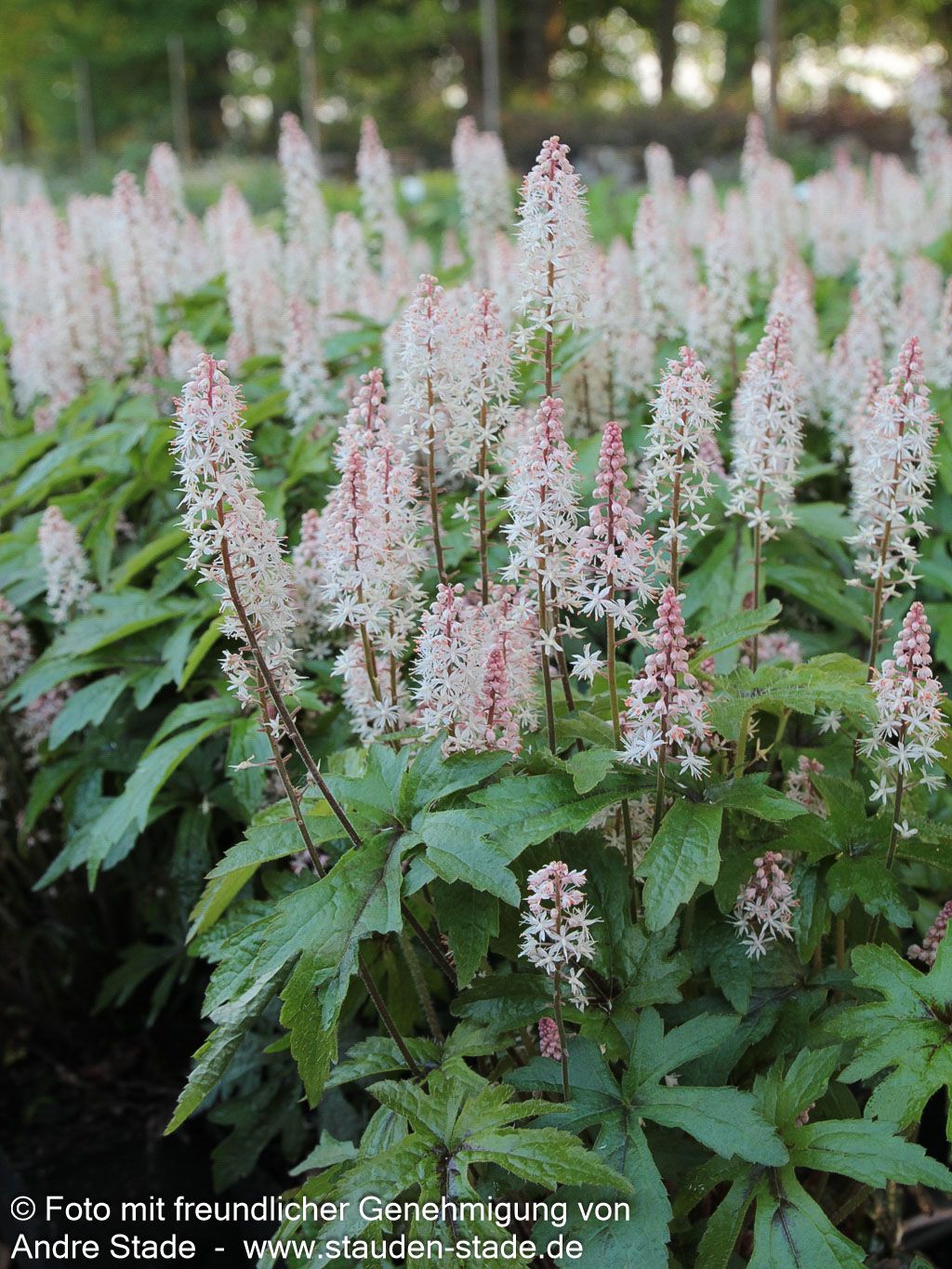 Zipfelblättrige Schaumblüte 'Pink Skyrocket' (Tiarella laciniata)