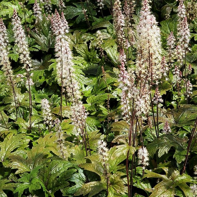 Zipfelblättrige Schaumblüte 'Pink Skyrocket' (Tiarella laciniata)