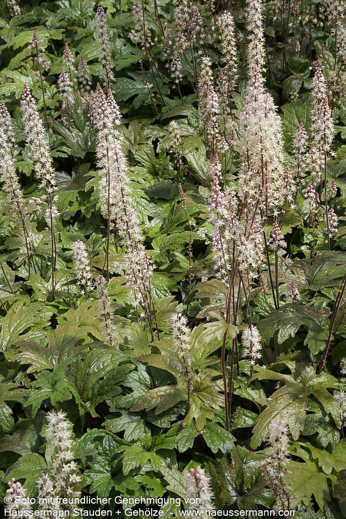 Zipfelblättrige Schaumblüte 'Pink Skyrocket' (Tiarella laciniata)