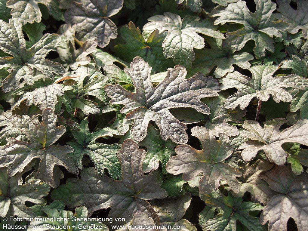 Zipfelblättrige Schaumblüte 'Pink Skyrocket' (Tiarella laciniata)