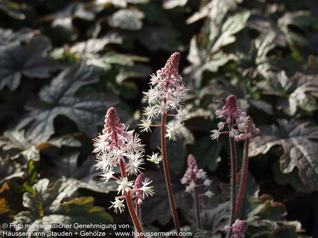 Zipfelblättrige Schaumblüte 'Pink Skyrocket' (Tiarella laciniata)