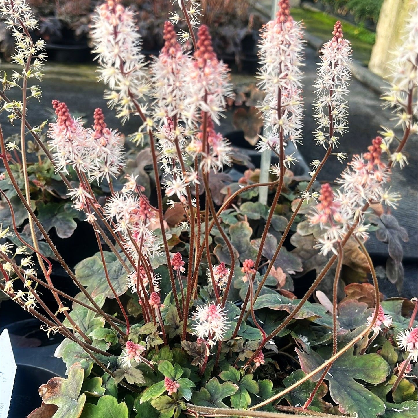 Zipfelblättrige Schaumblüte 'Pink Torch' (Tiarella laciniata)