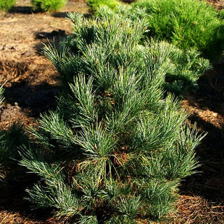 Zirbel-Kiefer 'Westerstede' (Pinus cembra)