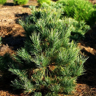Zirbel-Kiefer 'Westerstede' (Pinus cembra)