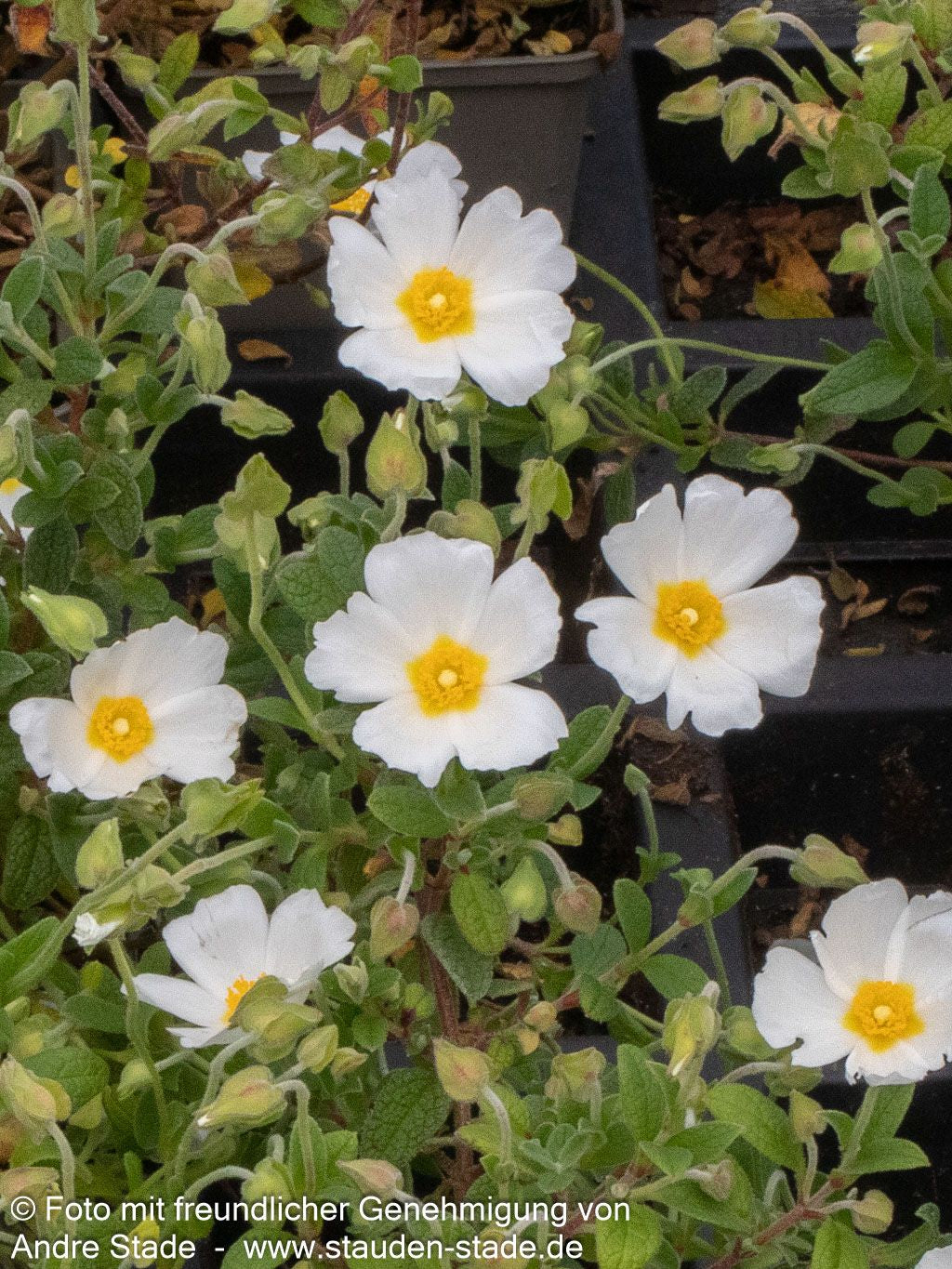 Zistrose (Cistus x obtusifolius)
