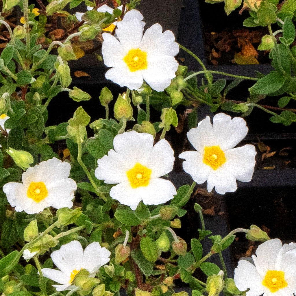Zistrose (Cistus x obtusifolius)