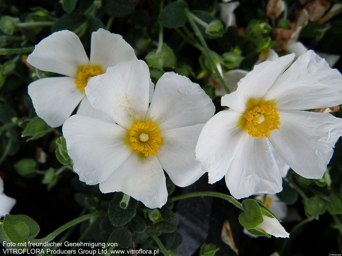 Zistrose (Cistus x obtusifolius)