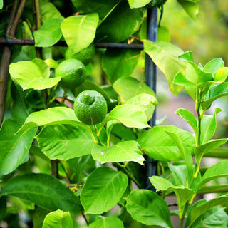 Zitrone (Citrus limon)
