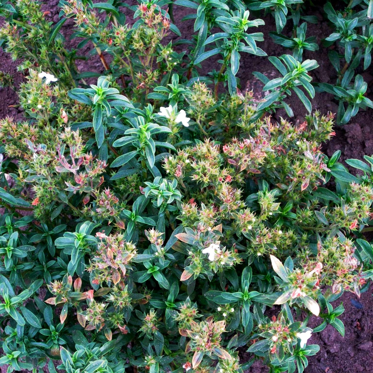 Zitronen-Bohnenkraut 'Citriodora' (Satureja montana)