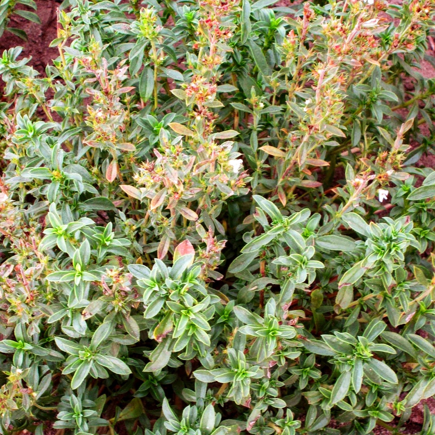 Zitronen-Bohnenkraut 'Citriodora' (Satureja montana)