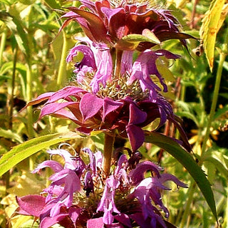Zitronen-Indianernessel (Monarda citriodora)