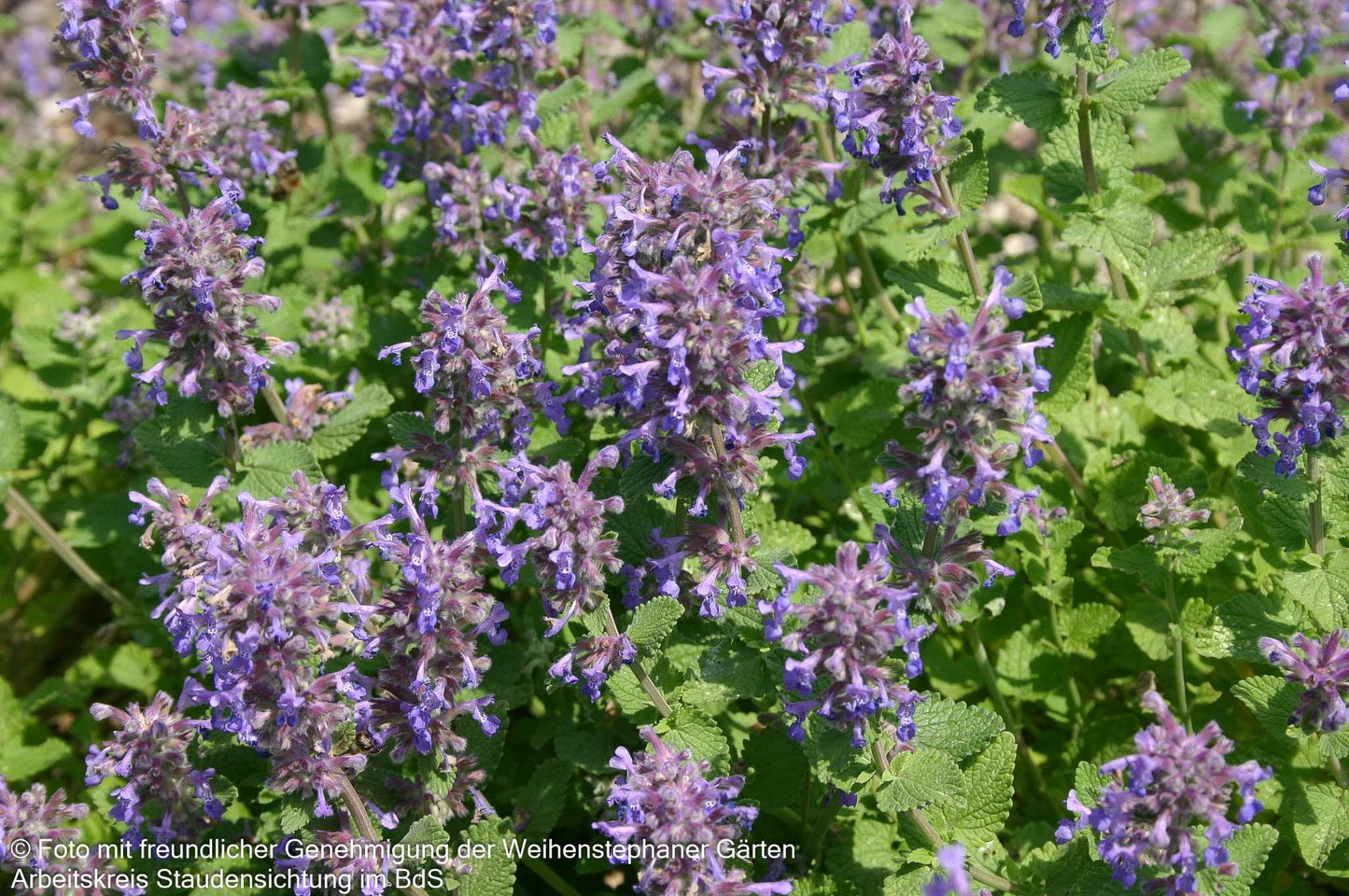 Zitronen-Katzenminze 'Odeur Citron' (Nepeta racemosa)