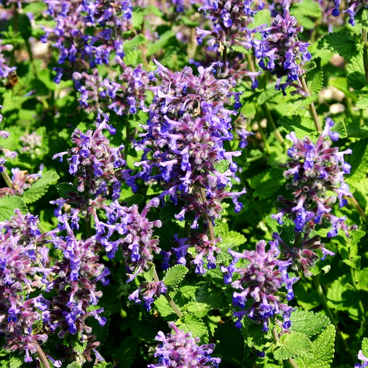 Zitronen-Katzenminze 'Odeur Citron' (Nepeta racemosa)