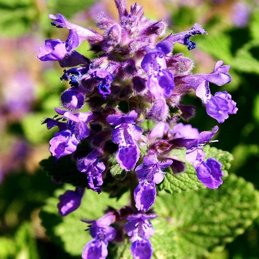 Zitronen-Katzenminze 'Odeur Citron' (Nepeta racemosa)