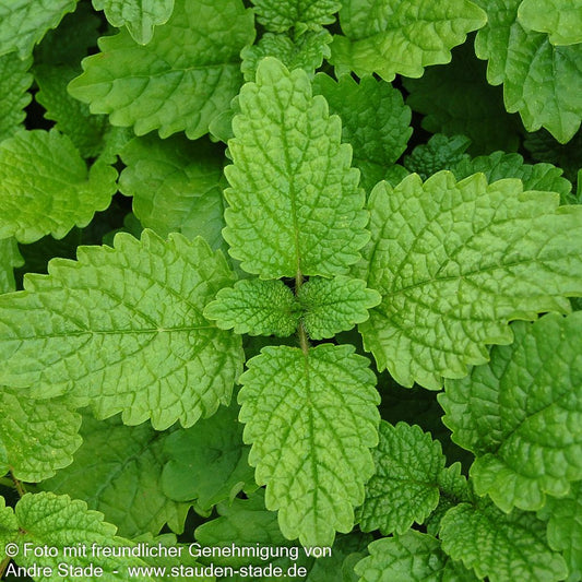 Zitronen-Melisse (Melissa officinalis)