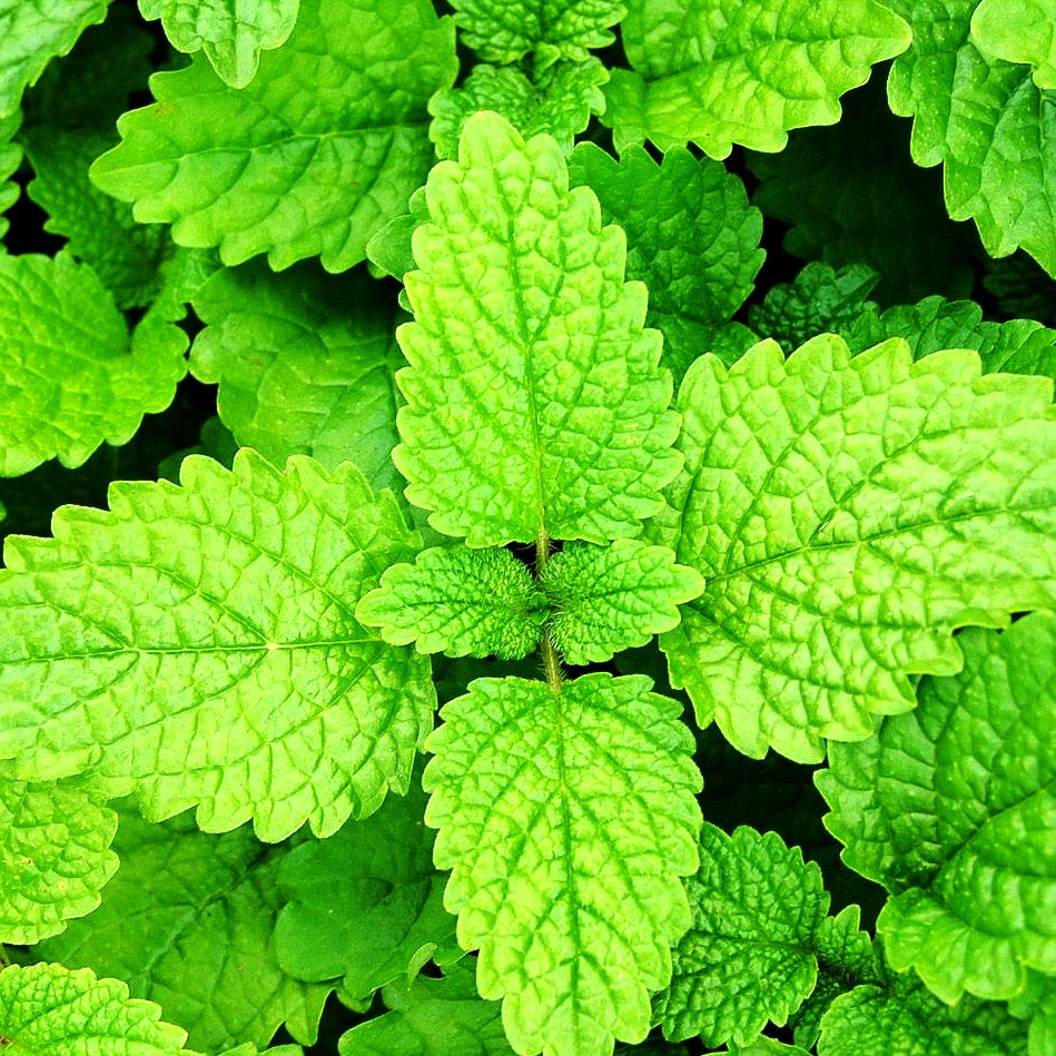 Zitronen-Melisse (Melissa officinalis)