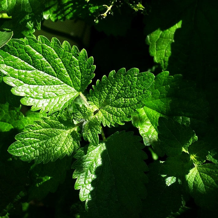 Zitronen-Melisse (Melissa officinalis)