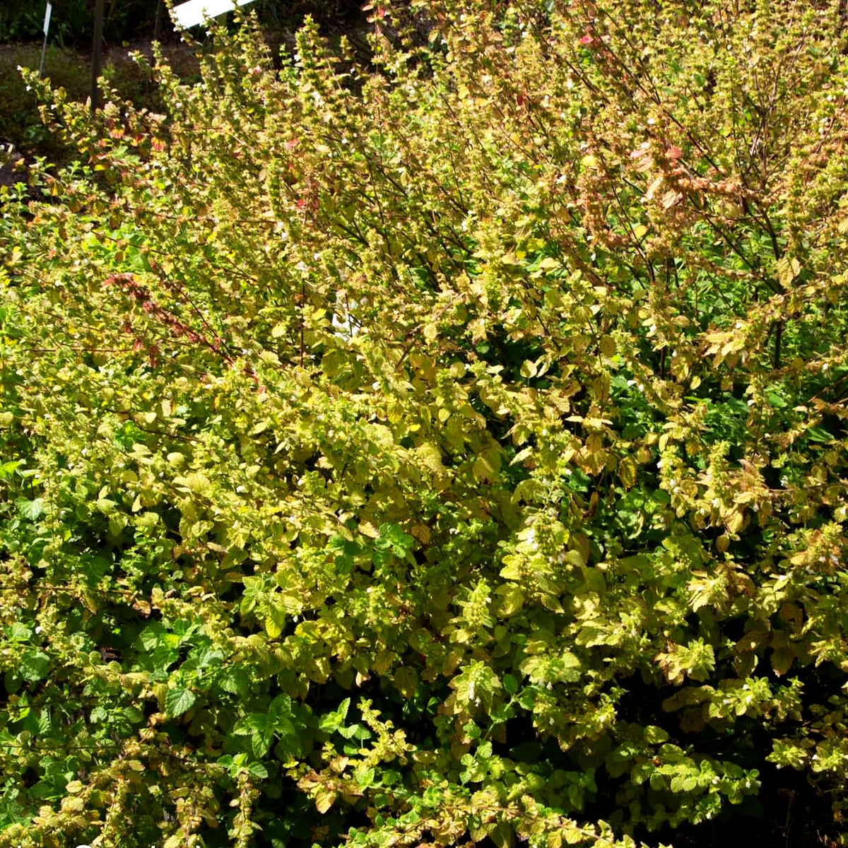 Zitronen-Melisse (Melissa officinalis)