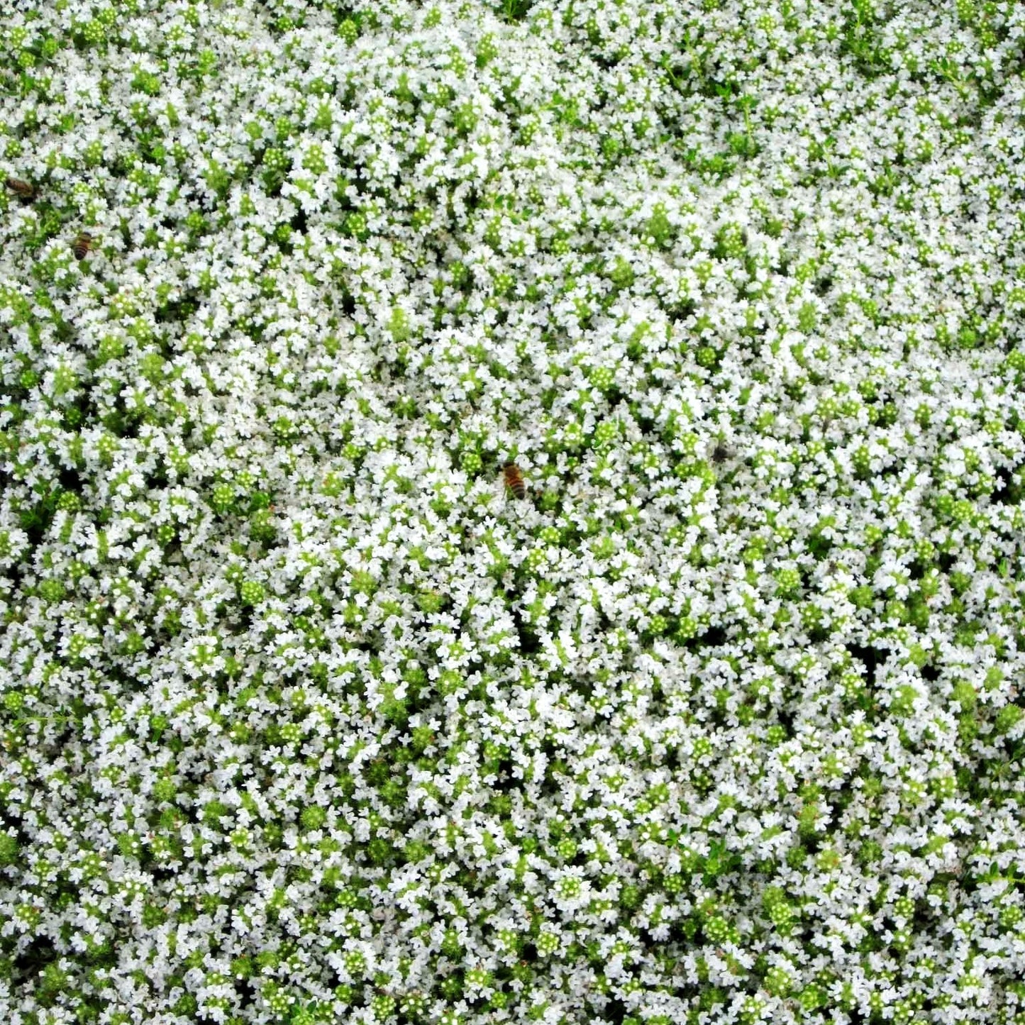 Zitronen-Quendel 'Amadé' (Thymus serpyllum)