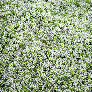 Zitronen-Quendel 'Amadé' (Thymus serpyllum)
