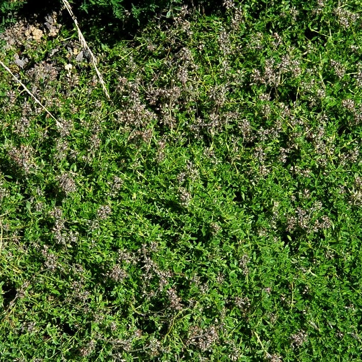 Zitronen-Quendel 'Amadé' (Thymus serpyllum)
