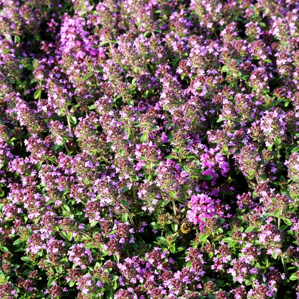 Zitronen-Sand-Thymian 'Lemon Curd' (Thymus serpyllum)