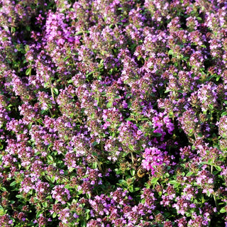 Zitronen-Sand-Thymian 'Lemon Curd' (Thymus serpyllum)