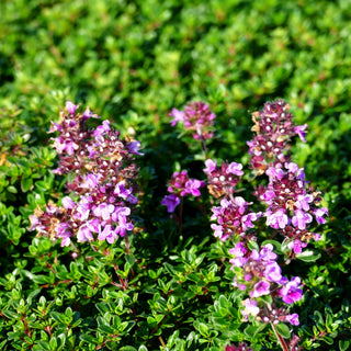 Zitronen-Thymian (Thymus x citriodorus)