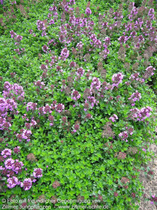 Zitronen-Thymian 'Typ Lammefjord' (Thymus x citriodorus)