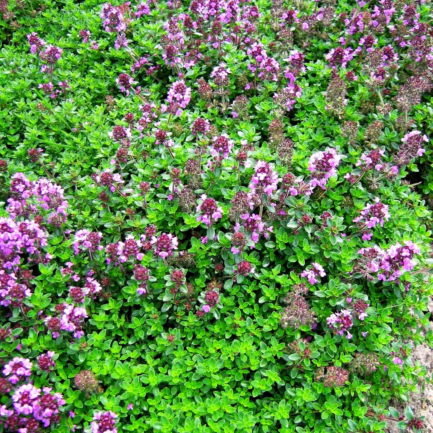 Zitronen-Thymian 'Typ Lammefjord' (Thymus x citriodorus)