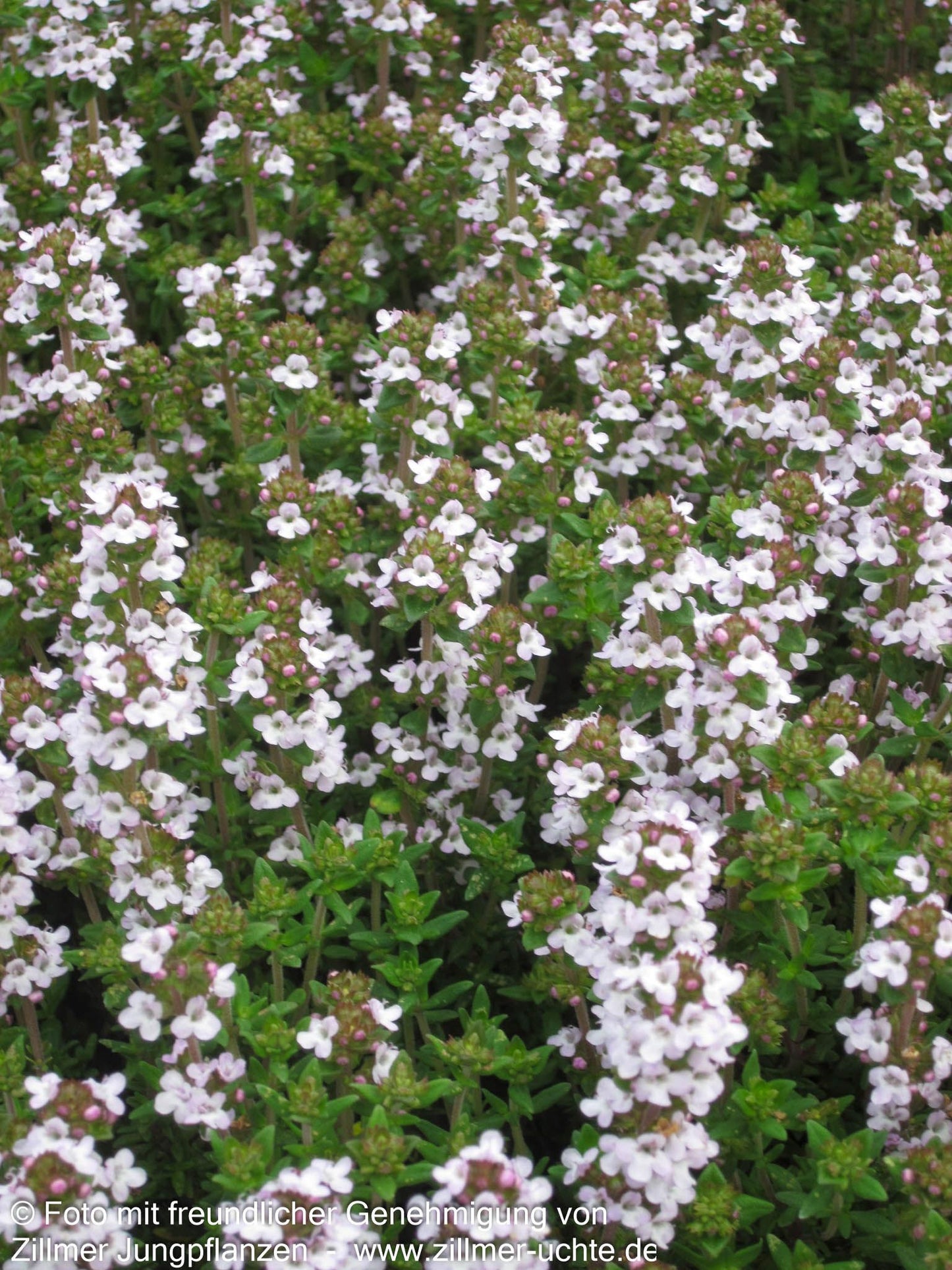 Zitronen-Thymian 'Typ Lammefjord' (Thymus x citriodorus)