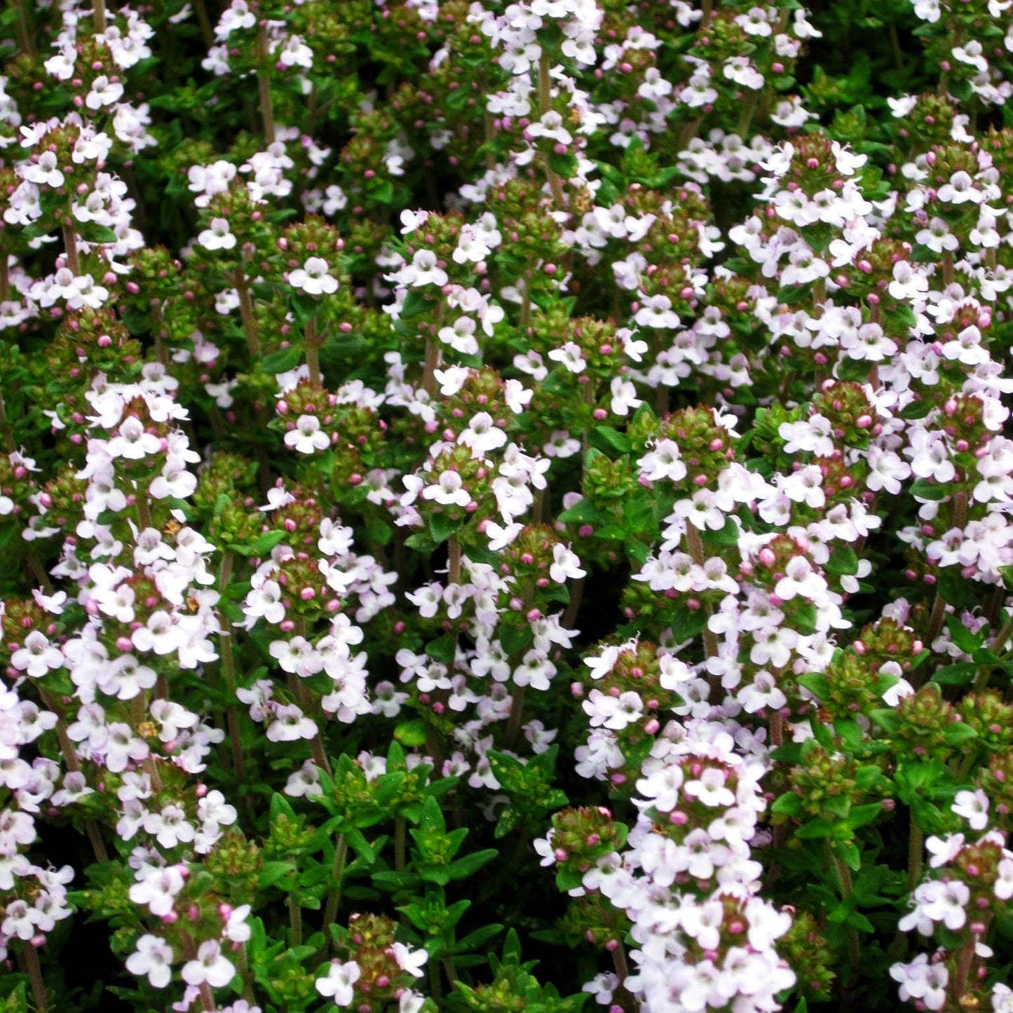 Zitronen-Thymian 'Typ Lammefjord' (Thymus x citriodorus)
