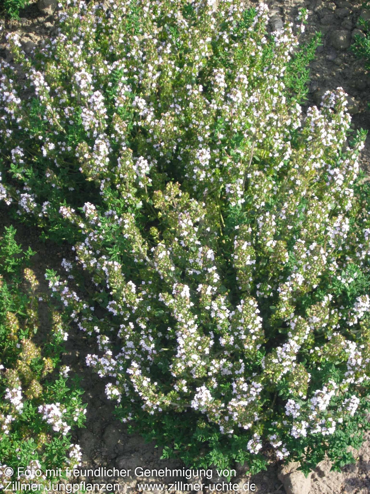 Zitronen-Thymian 'Typ Lammefjord' (Thymus x citriodorus)