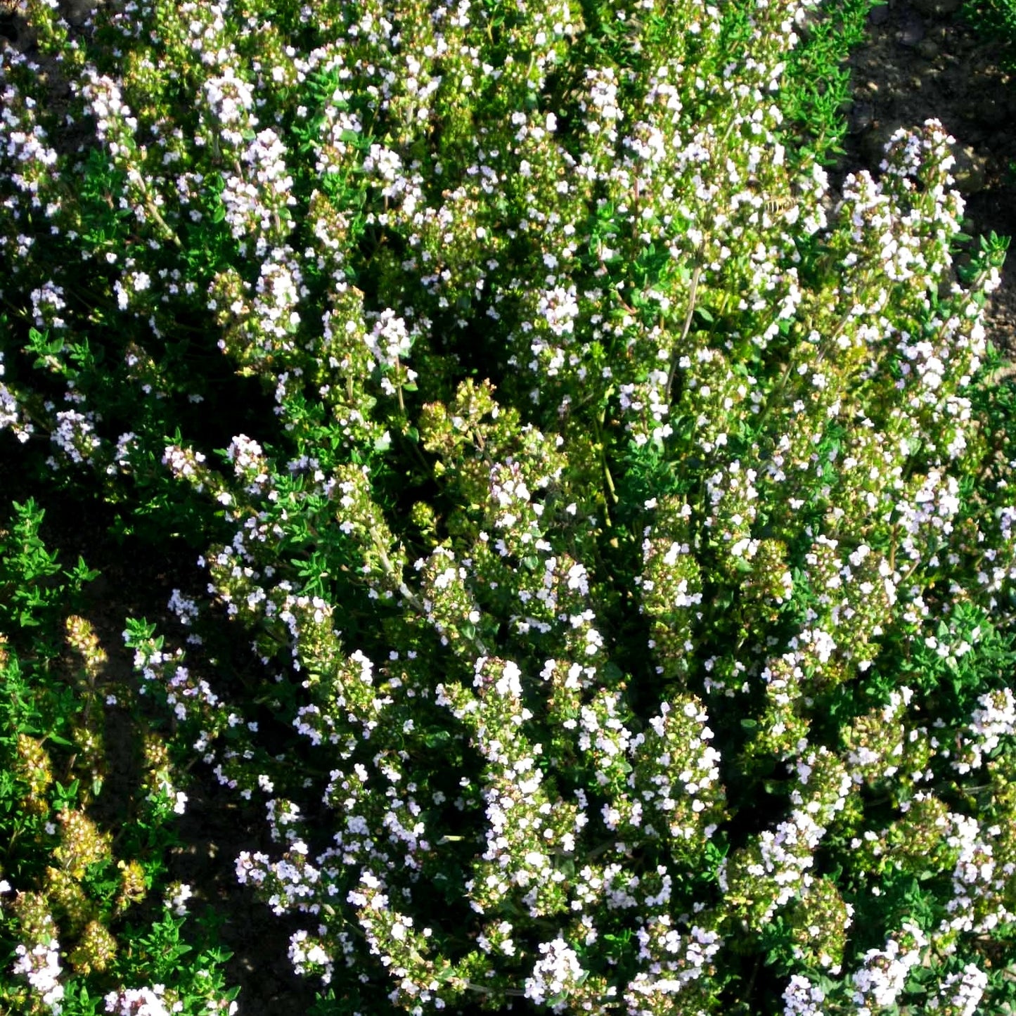 Zitronen-Thymian 'Typ Lammefjord' (Thymus x citriodorus)