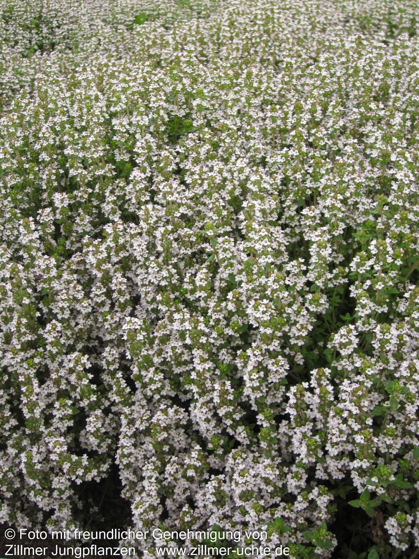 Zitronen-Thymian 'Typ Lammefjord' (Thymus x citriodorus)