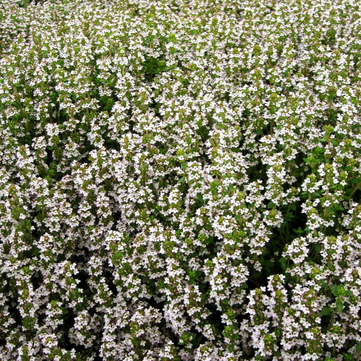 Zitronen-Thymian 'Typ Lammefjord' (Thymus x citriodorus)