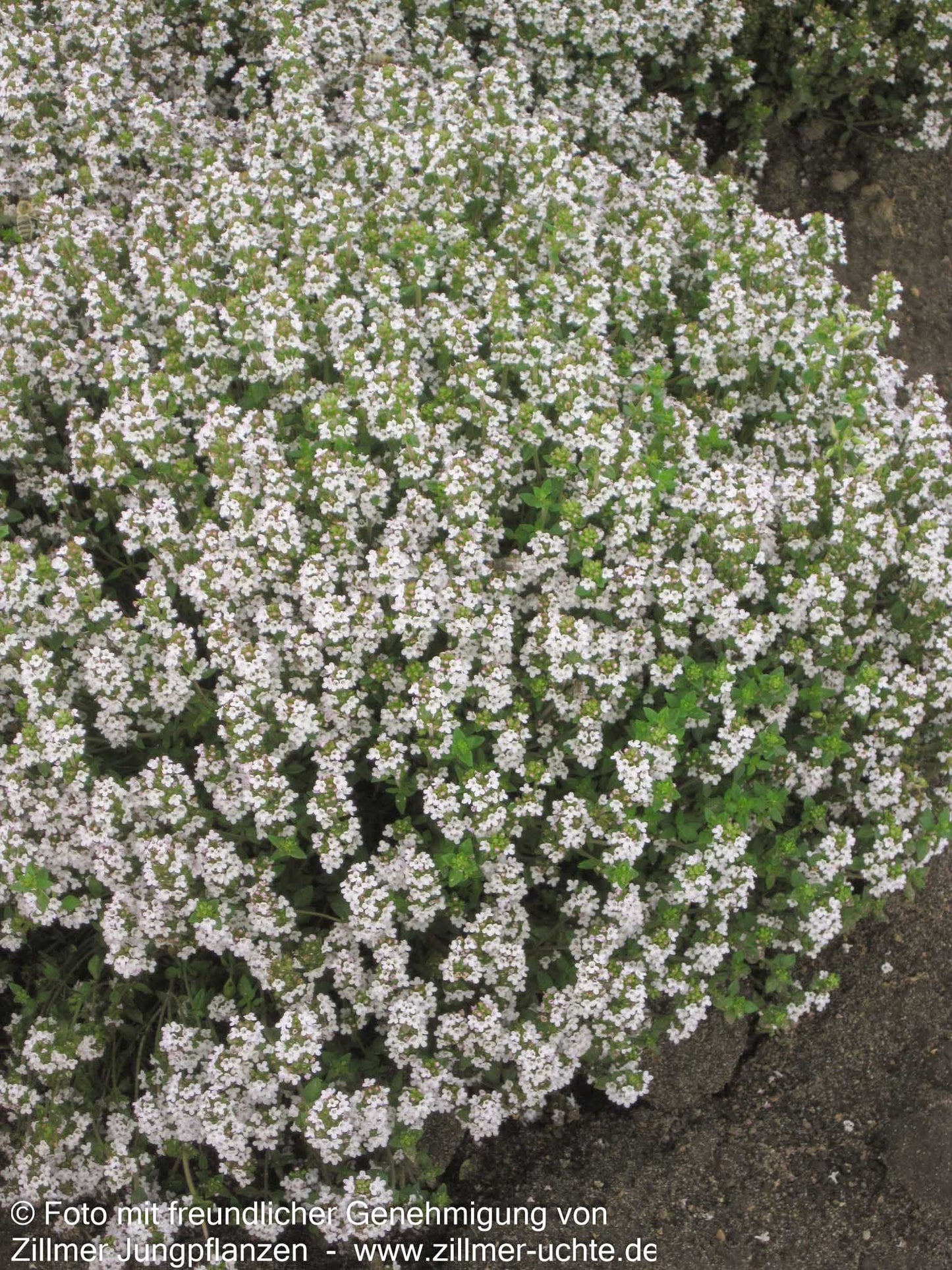 Zitronen-Thymian 'Typ Lammefjord' (Thymus x citriodorus)