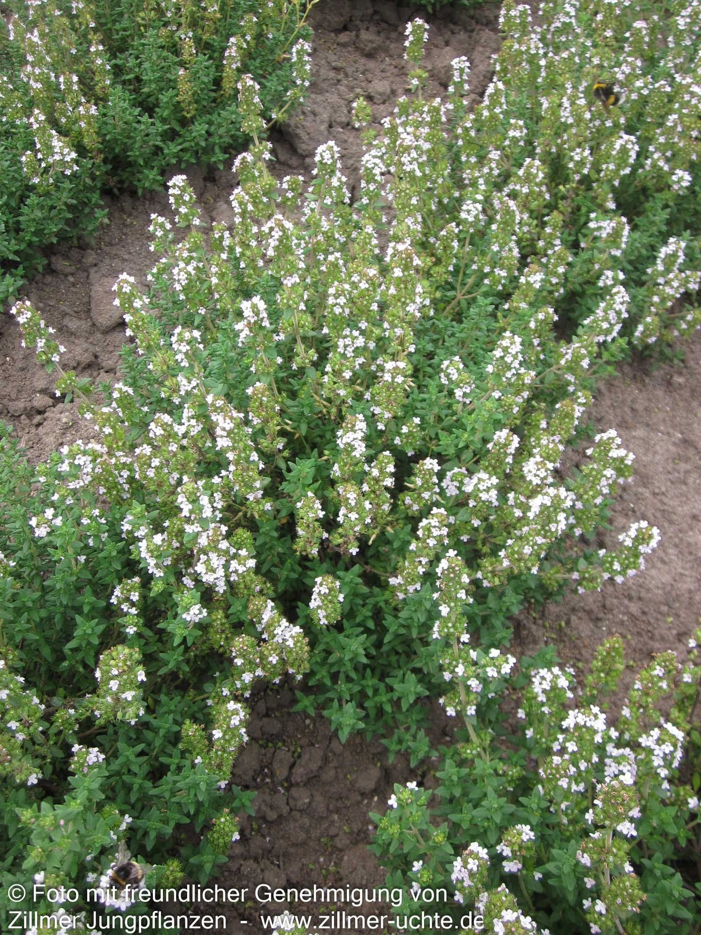 Zitronen-Thymian 'Typ Lammefjord' (Thymus x citriodorus)