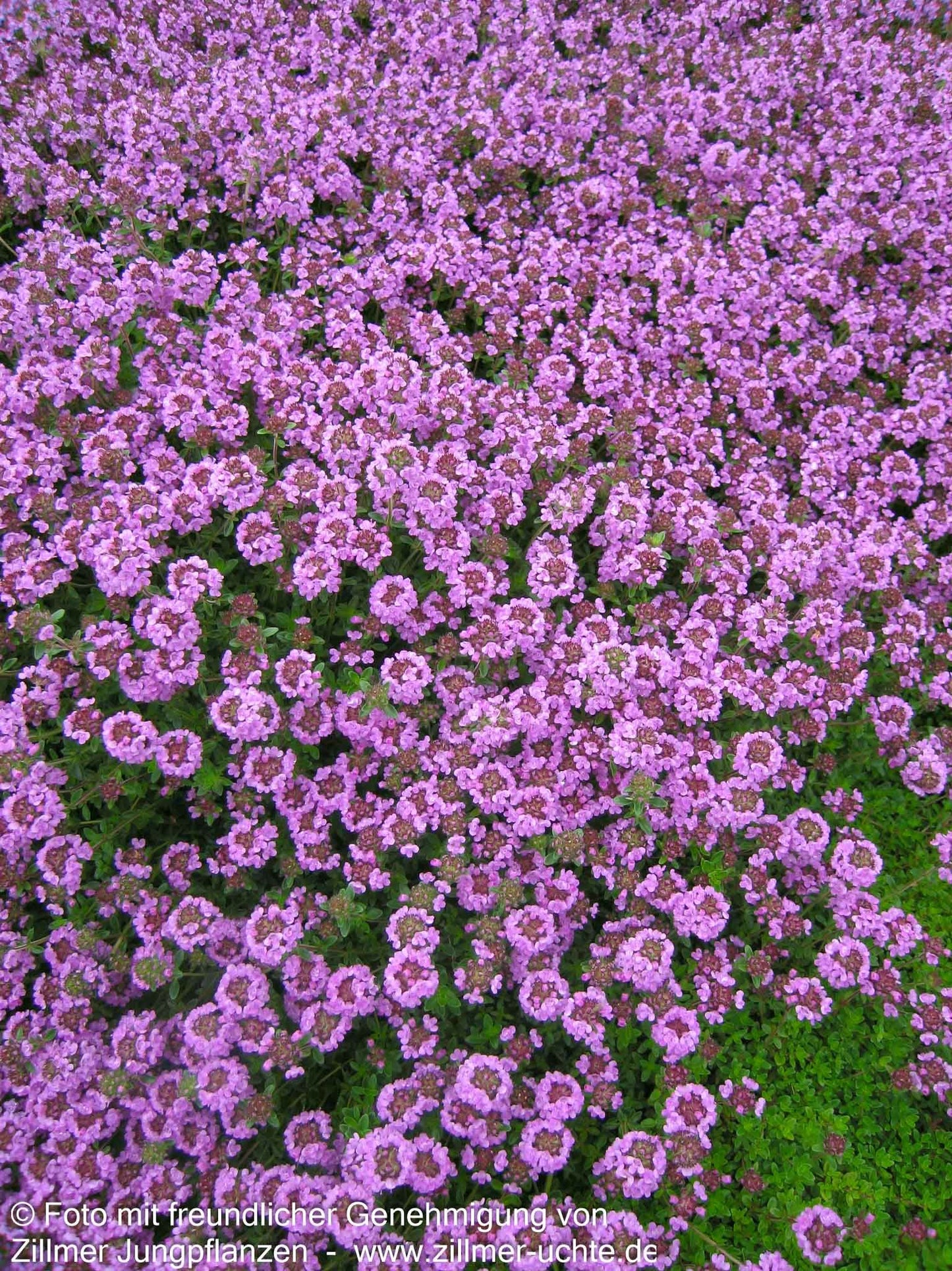 Zitronen-Thymian 'Typ Lammefjord' (Thymus x citriodorus)