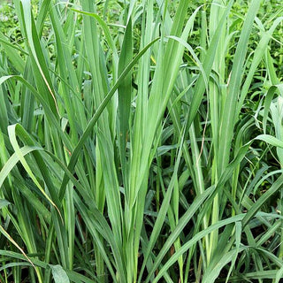 Zitronengras (Cymbopogon citratus)