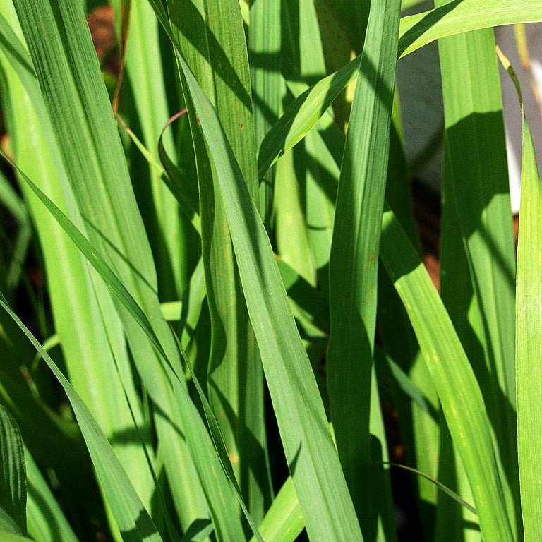 Zitronengras (Cymbopogon citratus)