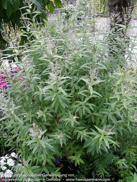 Zitronenverbene (Aloysia citrodora (triphylla))