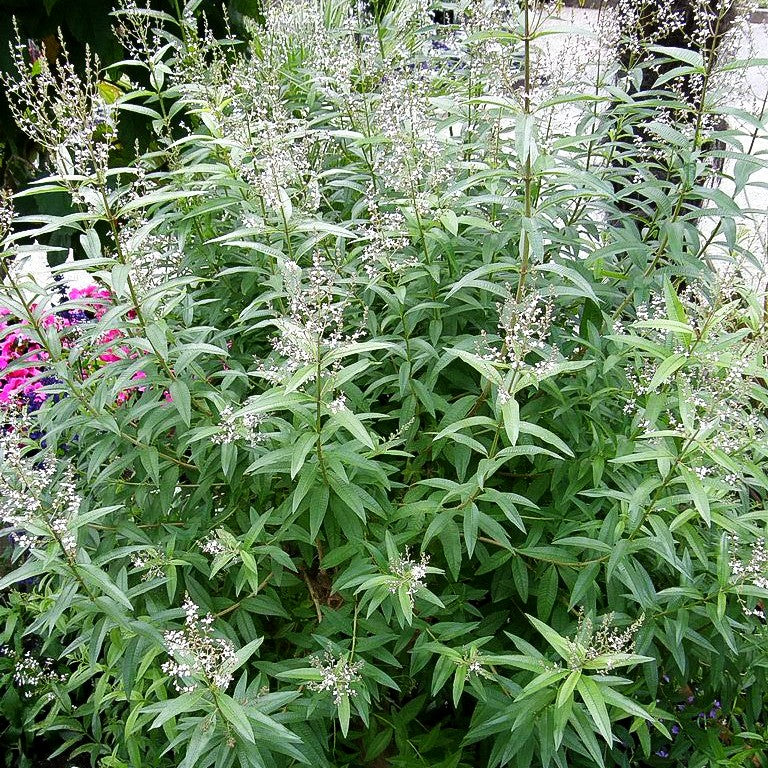 Zitronenverbene (Aloysia citrodora)