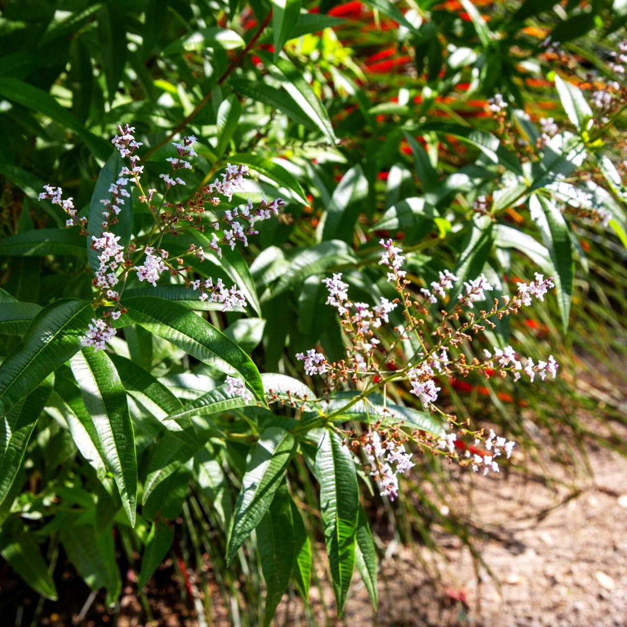 Zitronenverbene (Aloysia citrodora)