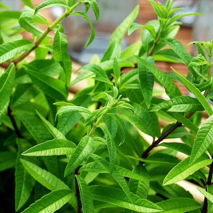 Zitronenverbene (Aloysia citrodora)