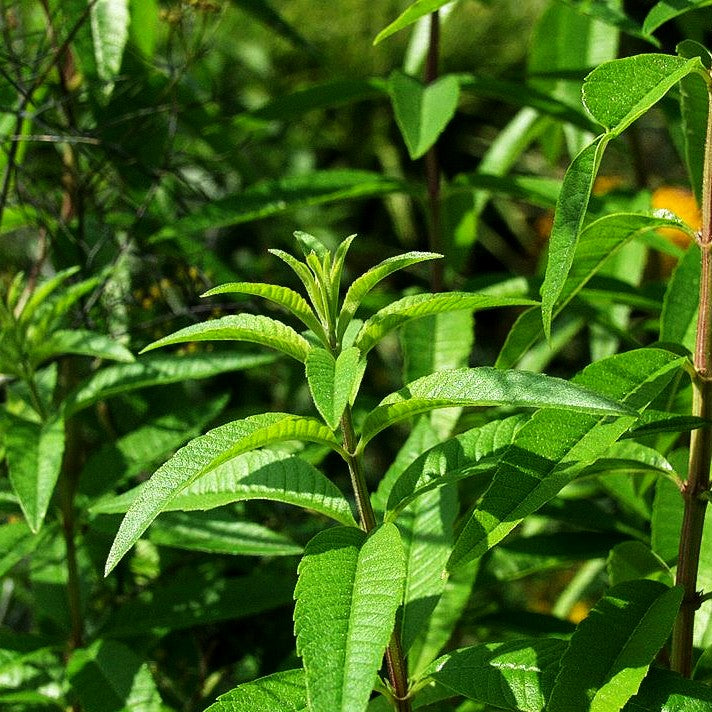 Zitronenverbene (Aloysia citrodora)