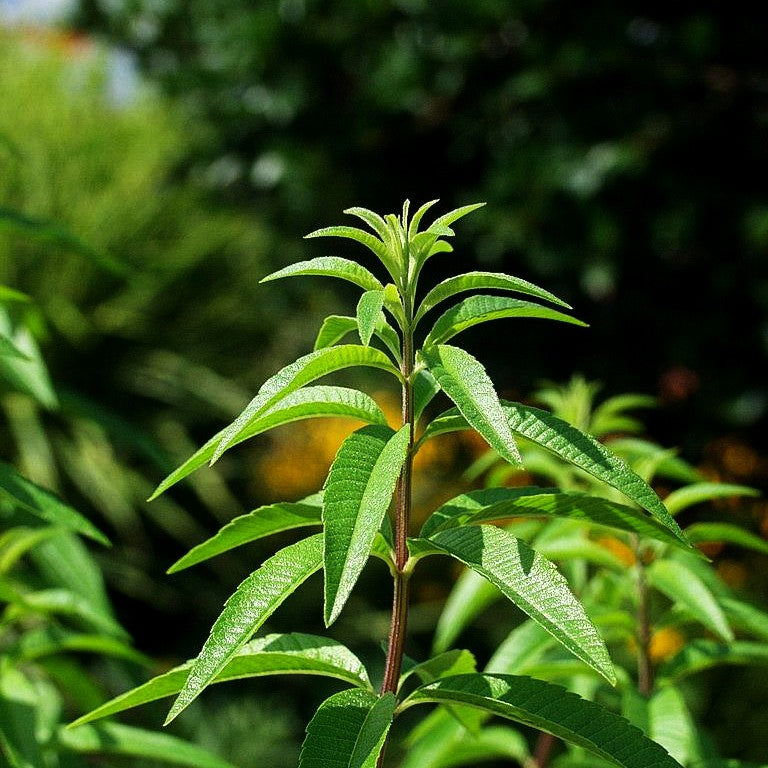 Zitronenverbene (Aloysia citrodora)