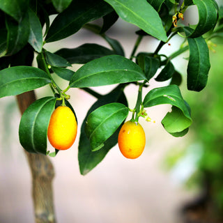Zitrus 'Kumquat' (Citrus)