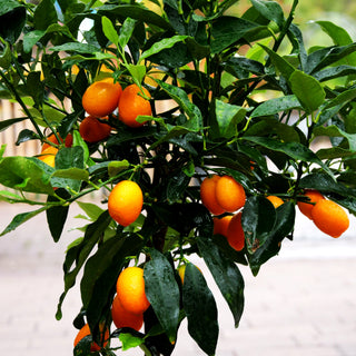 Zitrus 'Kumquat' (Citrus)